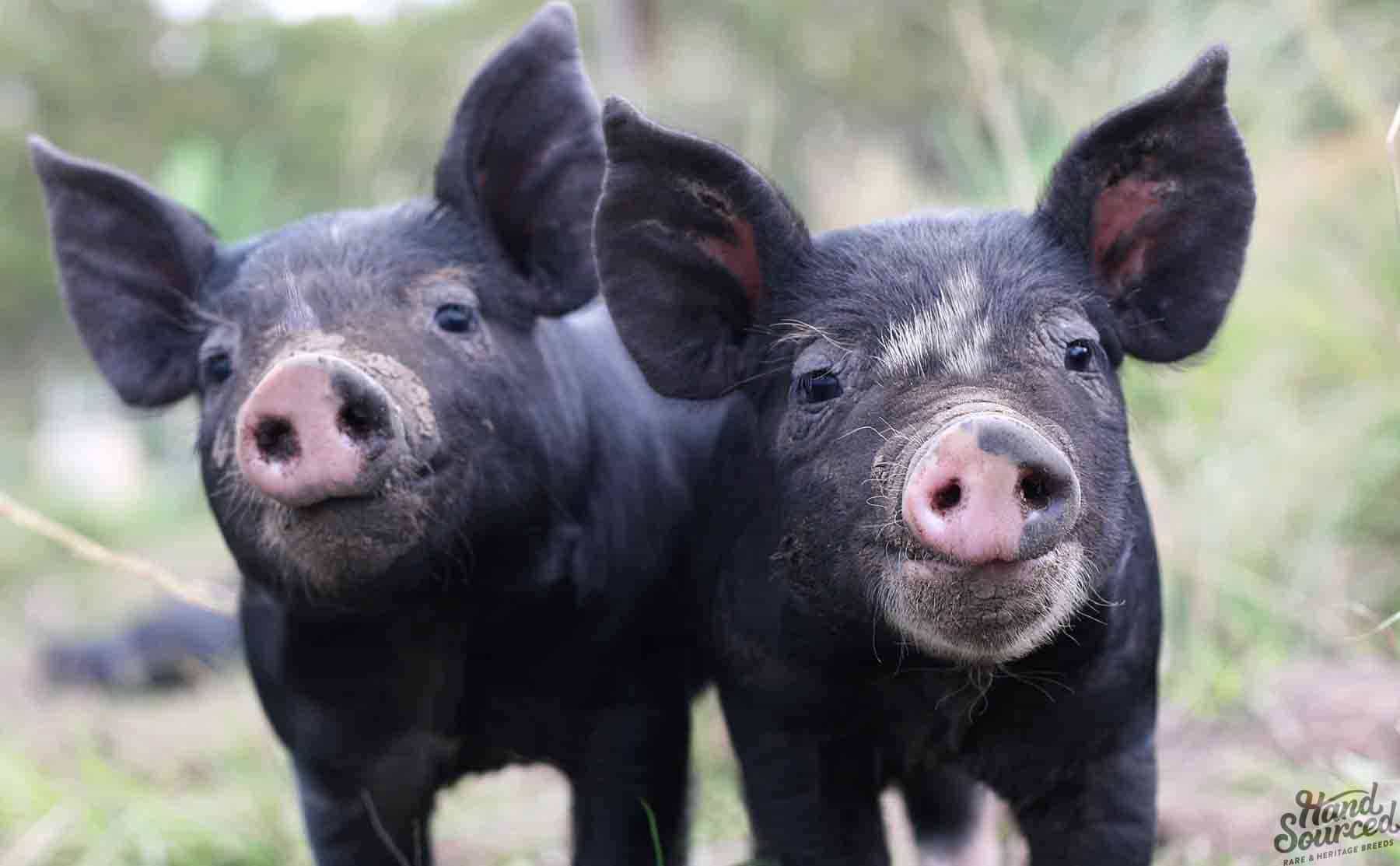Black Pigs