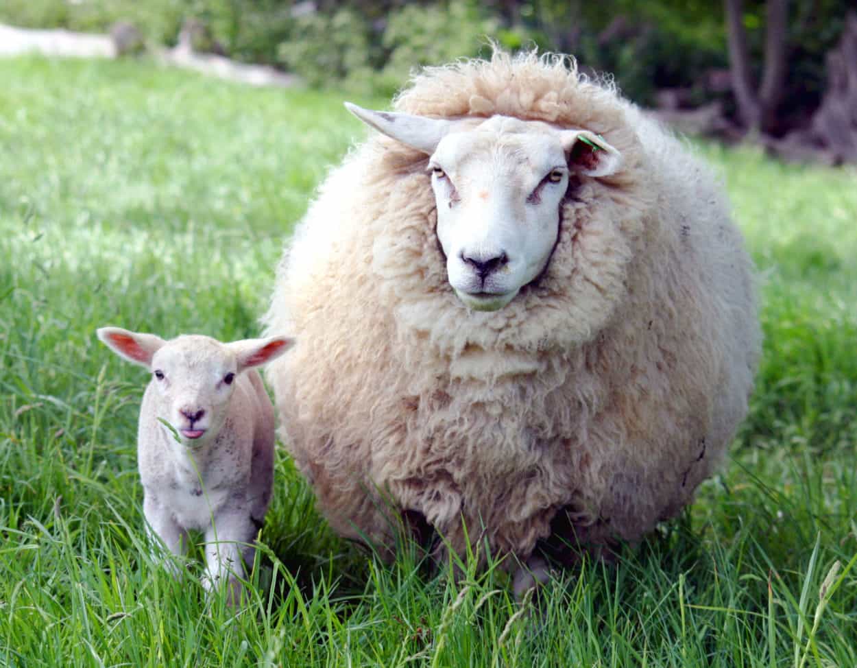 Lamb, Hogget, or Mutton? Understanding the Differences and Choosing the